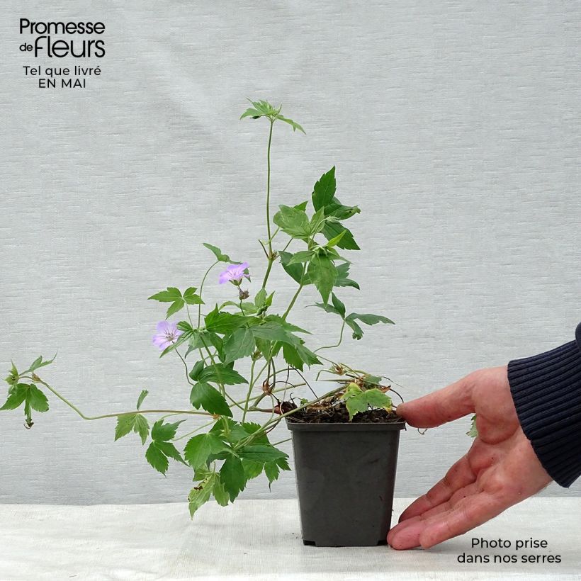 Exemplar von Geranium nodosum - Knotiger Bergwald Storchschnabel Kleine Töpfe von 8/9 cm wie im Frühjahr geliefert