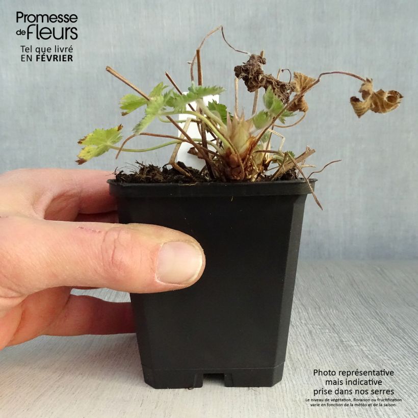 Exemplar von Geranium oxonianum Claridge Druce - Oxford-Storchschnabel Kleine Töpfe von 8/9 cm wie im Winter geliefert