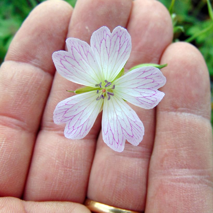 Geranium oxonianum Katherine Adele - Oxford-Storchschnabel (Flowering)
