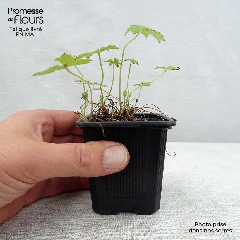 Exemplar von Geranium oxonianum Rosenlicht - Oxford-Storchschnabel Kleine Töpfe von 8/9 cm wie im Frühjahr geliefert