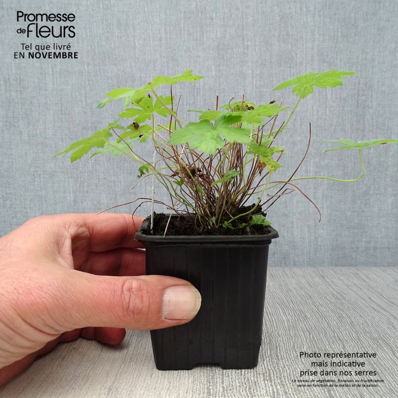 Example of Geranium oxonianum Rosenlicht - Oxford-Storchschnabel Kleine Töpfe von 8/9 cm as you get in automne