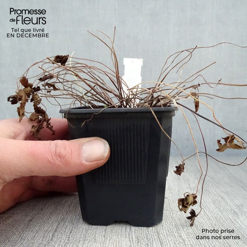 Exemplar von Geranium oxonianum Rosenlicht - Oxford-Storchschnabel Kleine Töpfe von 8/9 cm wie im Winter geliefert