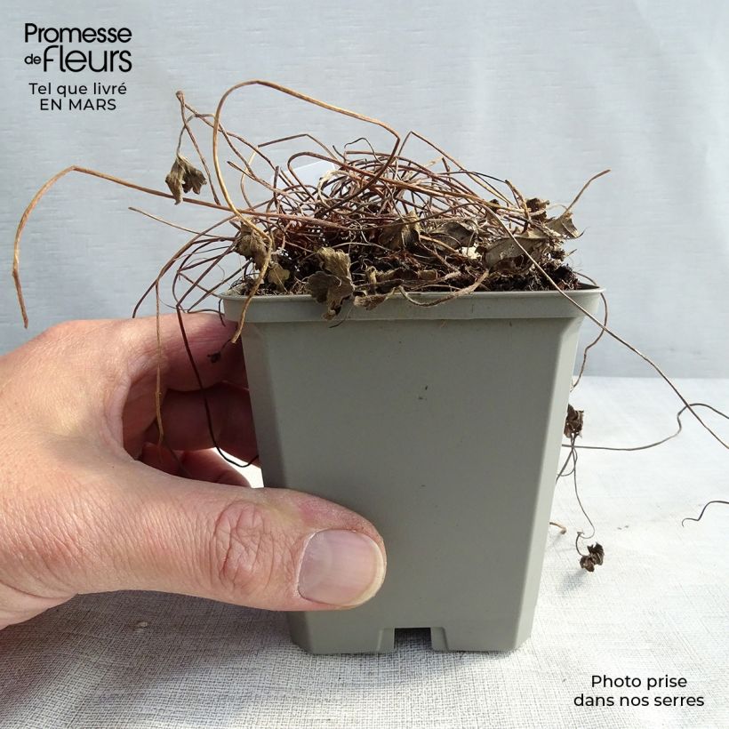 Exemplar von Geranium oxonianum Sanne - Oxford-Storchschnabel Kleine Töpfe von 8/9 cm wie im Winter geliefert