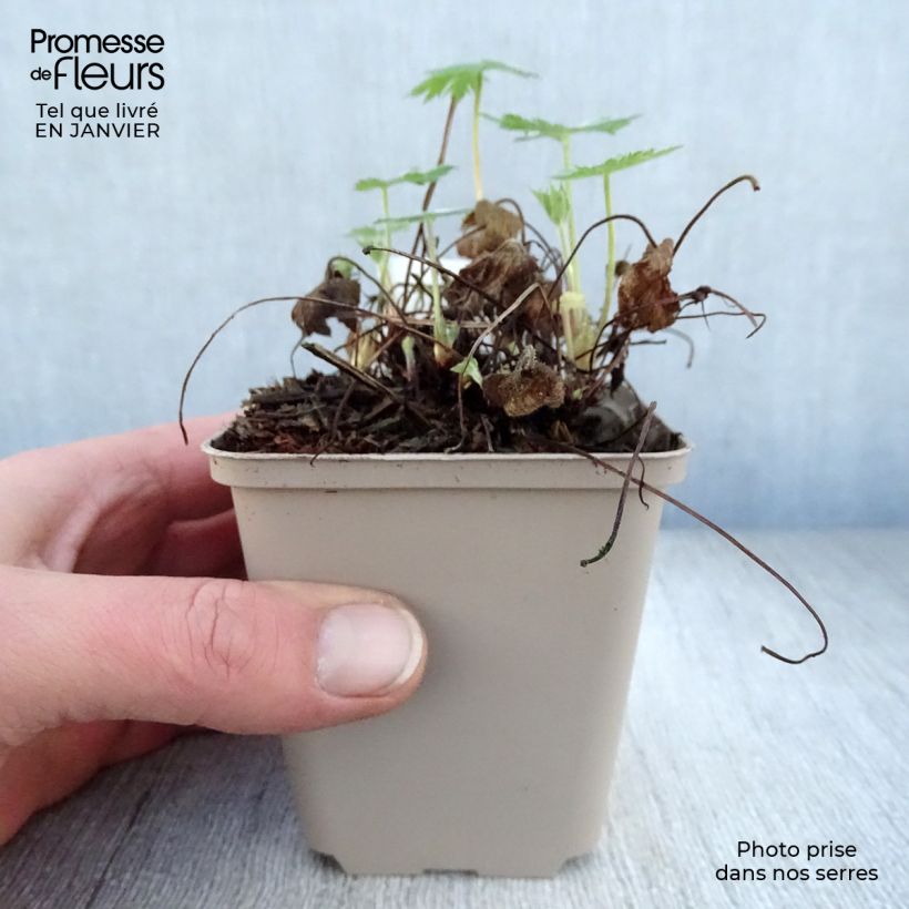 Exemplar von Geranium oxonianum Sherwood - Oxford-Storchschnabel Kleine Töpfe von 8/9 cm wie im Winter geliefert