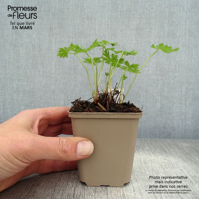 Exemplar von Geranium oxonianum Sherwood - Oxford-Storchschnabel Kleine Töpfe von 8/9 cm wie im Frühjahr geliefert