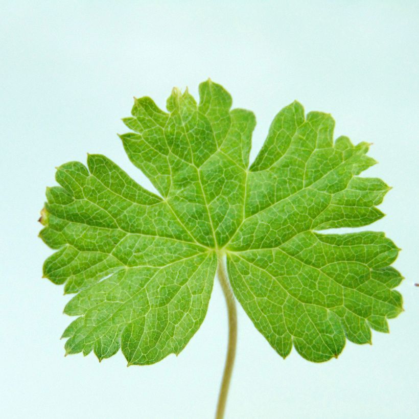 Geranium oxonianum f. thurstonianum Southcombe Double - Oxford-Storchschnabel (Foliage)