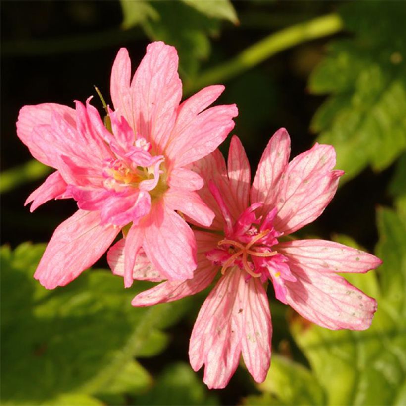 Geranium oxonianum f. thurstonianum Southcombe Double - Oxford-Storchschnabel (Flowering)