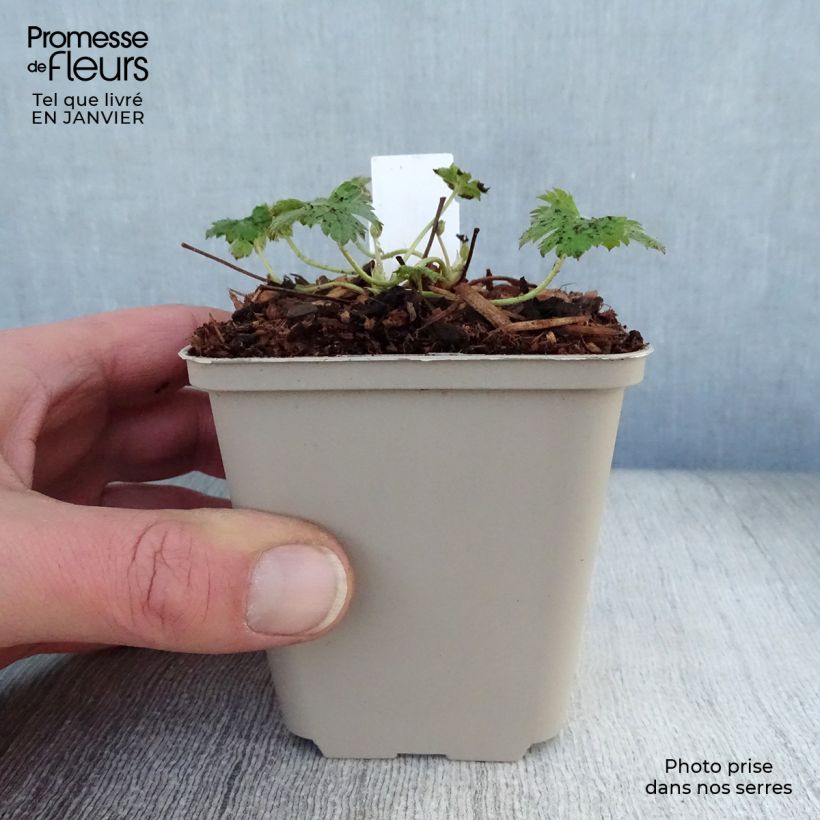 Exemplar von Geranium oxonianum f. thurstonianum Southcombe Double - Oxford-Storchschnabel Kleine Töpfe von 8/9 cm wie im Winter geliefert