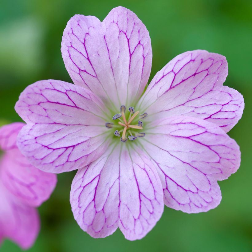 Geranium oxonianum Walter s Gift - Oxford-Storchschnabel (Flowering)