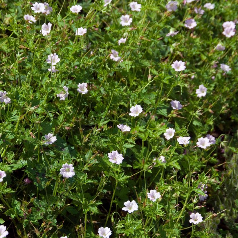 Geranium oxonianum Walter s Gift - Oxford-Storchschnabel (Plant habit)