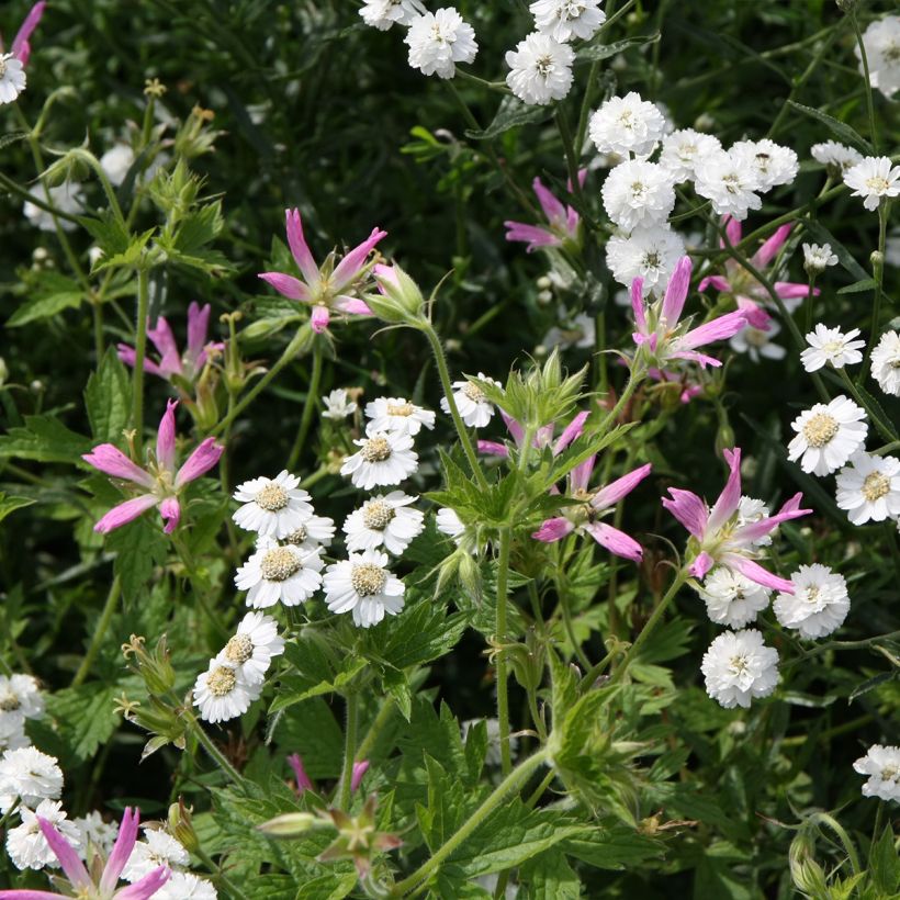 Geranium oxonianum f. thurstonianum - Oxford-Storchschnabel (Plant habit)