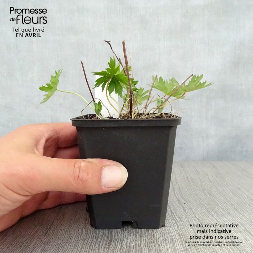 Exemplar von Geranium palustre - Storchschnabel Kleine Töpfe von 8/9 cm wie im Frühjahr geliefert