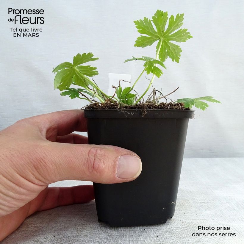 Exemplar von Geranium phaeum Album - Brauner Storchschnabel Kleine Töpfe von 8/9 cm wie im Frühjahr geliefert