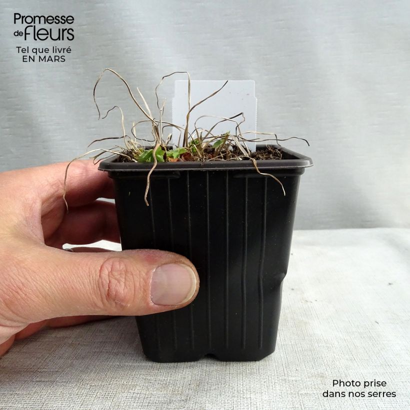 Exemplar von Geranium phaeum - Brauner Storchschnabel Kleine Töpfe von 8/9 cm wie im Winter geliefert