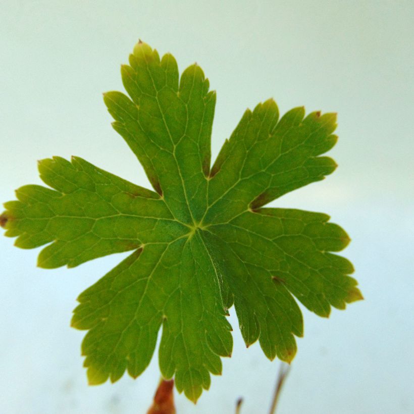 Geranium phaeum Golden Spring - Brauner Storchschnabel (Foliage)