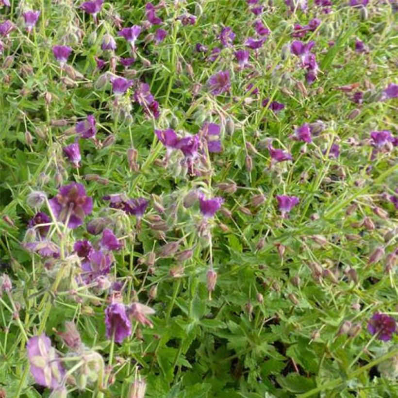 Geranium phaeum Golden Spring - Brauner Storchschnabel (Flowering)