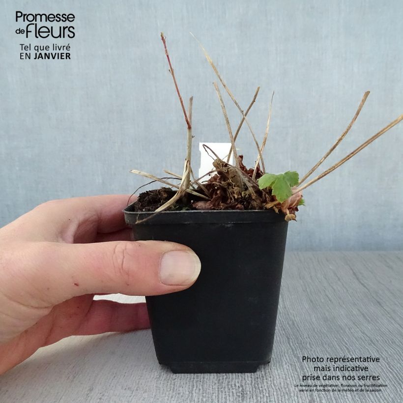 Exemplar von Geranium phaeum Golden Spring - Brauner Storchschnabel Kleine Töpfe von 8/9 cm wie im Winter geliefert