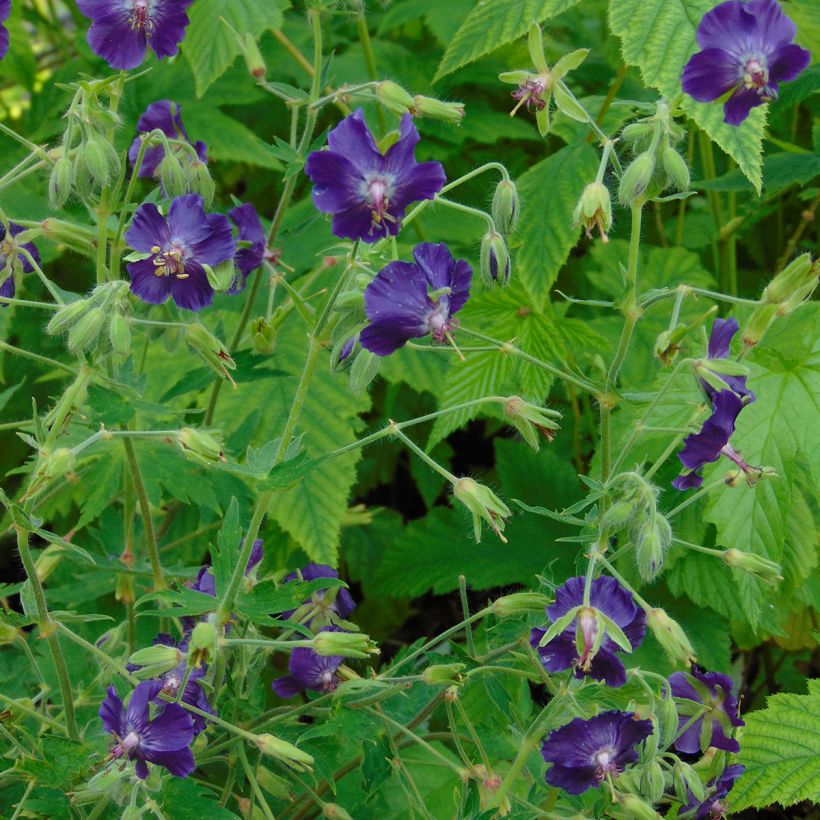 Geranium phaeum Lily Lovell - Brauner Storchschnabel (Plant habit)