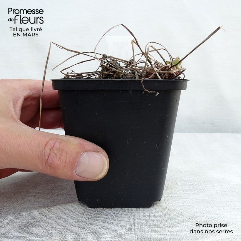 Exemplar von Geranium phaeum Lily Lovell - Brauner Storchschnabel Kleine Töpfe von 8/9 cm wie im Frühjahr geliefert