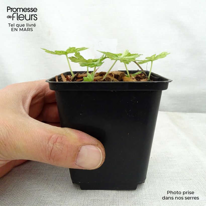 Exemplar von Geranium phaeum Margaret Wilson - Brauner Storchschnabel Kleine Töpfe von 8/9 cm wie im Frühjahr geliefert