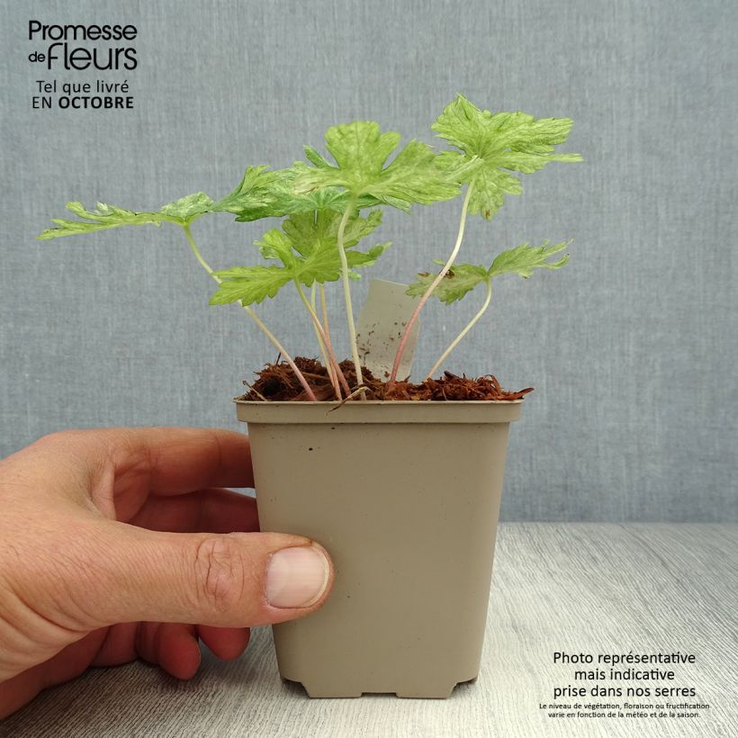 Example of Geranium phaeum Margaret Wilson - Brauner Storchschnabel Kleine Töpfe von 8/9 cm as you get in automne