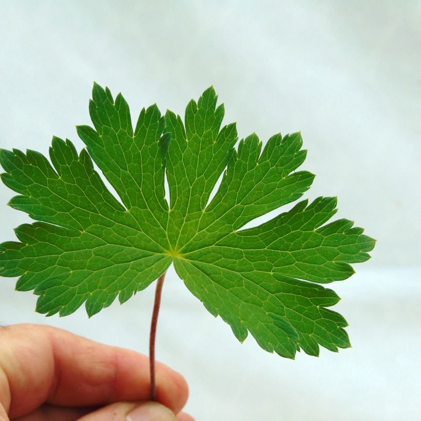Geranium phaeum Mourning Widow - Brauner Storchschnabel (Foliage)