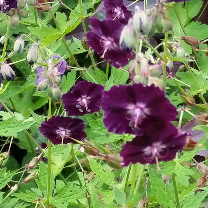 Geranium phaeum Raven - Brauner Storchschnabel (Flowering)
