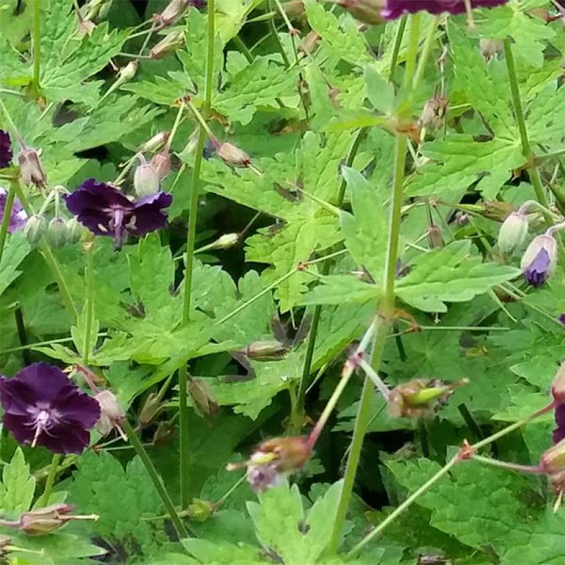 Geranium phaeum Raven - Brauner Storchschnabel (Foliage)