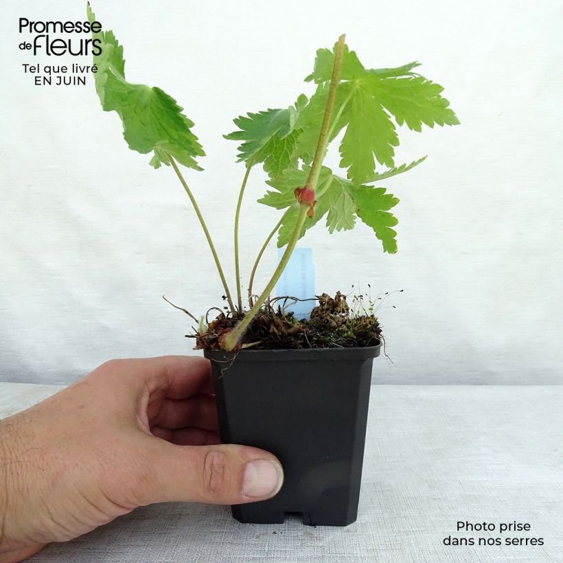 Exemplar von Geranium phaeum Raven - Brauner Storchschnabel Kleine Töpfe von 8/9 cm wie im Sommer geliefert
