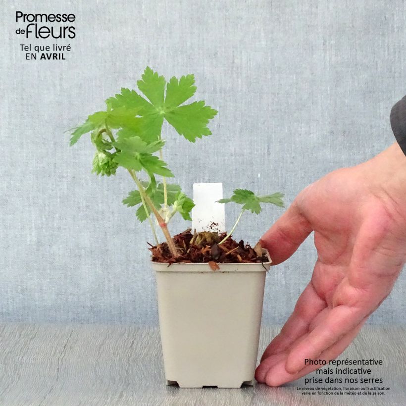 Exemplar von Geranium phaeum Raven - Brauner Storchschnabel Kleine Töpfe von 8/9 cm wie im Frühjahr geliefert