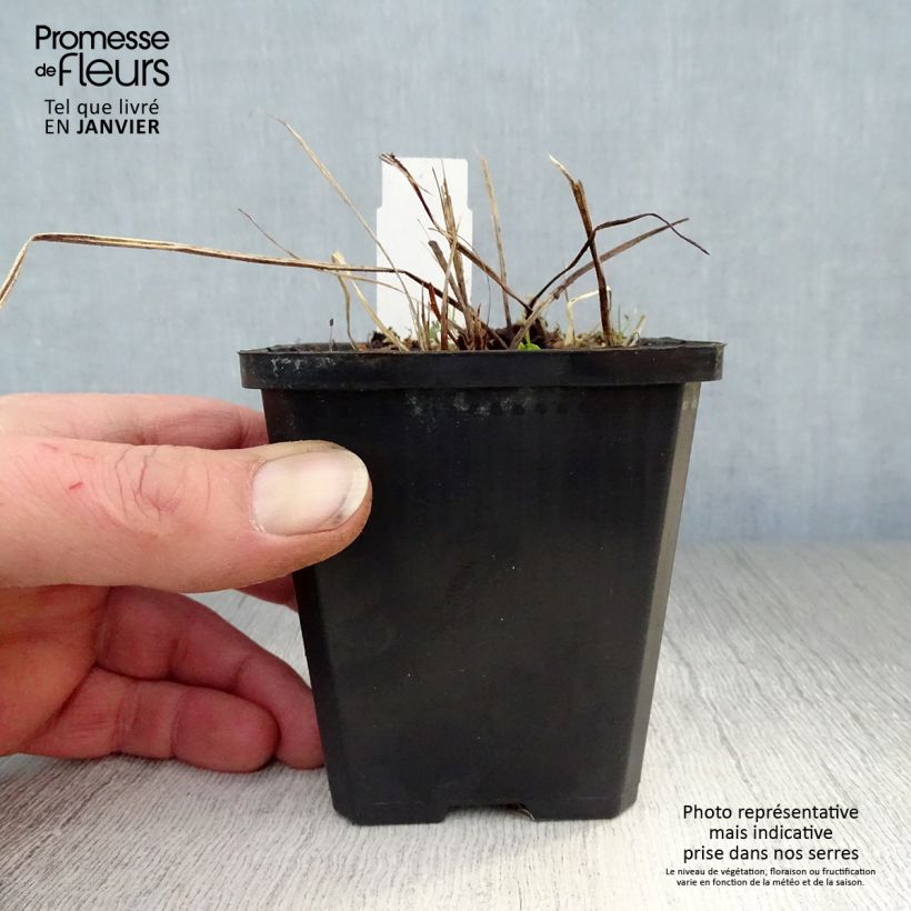 Exemplar von Geranium phaeum Samobor - Brauner Storchschnabel Kleine Töpfe von 8/9 cm wie im Winter geliefert