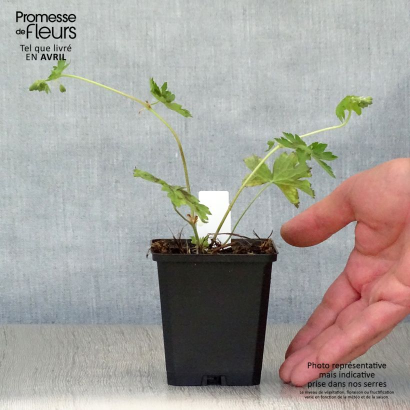 Exemplar von Geranium phaeum Samobor - Brauner Storchschnabel Kleine Töpfe von 8/9 cm wie im Frühjahr geliefert