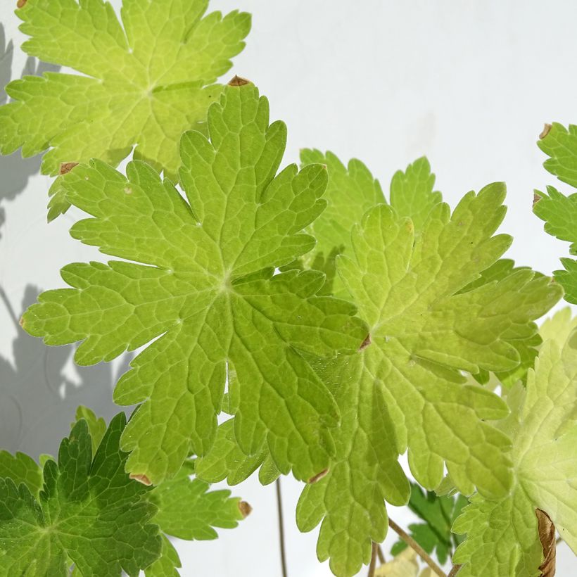 Geranium phaeum var lividum - Brauner Storchschnabel (Foliage)