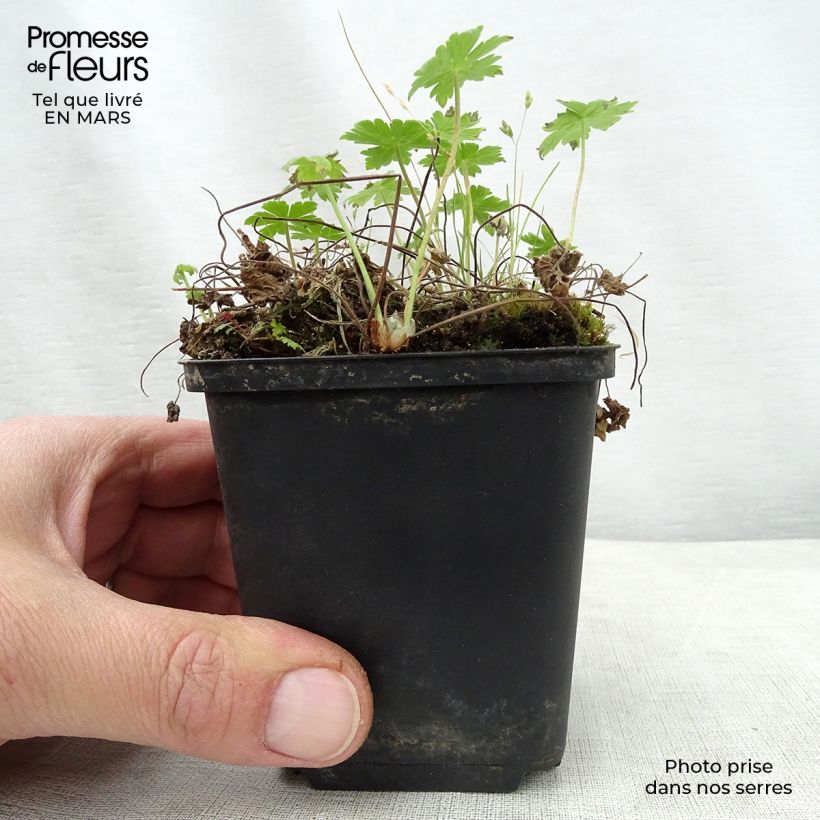 Exemplar von Geranium phaeum var lividum - Brauner Storchschnabel Kleine Töpfe von 8/9 cm wie im Frühjahr geliefert