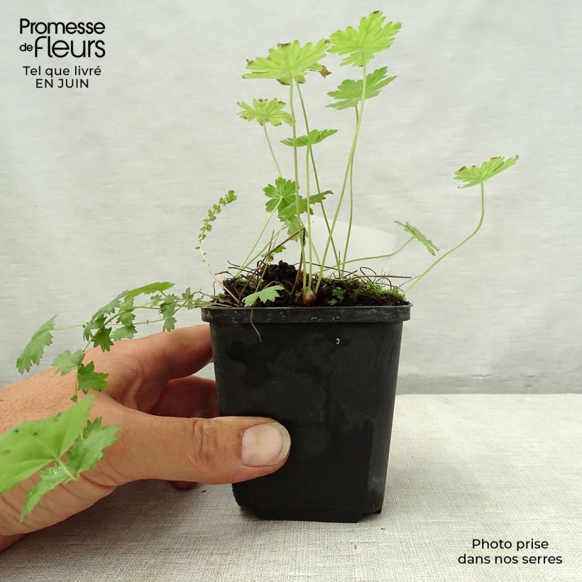 Example of Geranium phaeum var lividum - Brauner Storchschnabel Kleine Töpfe von 8/9 cm as you get in ete