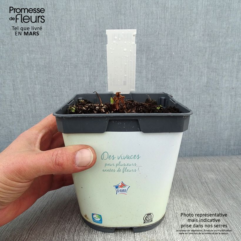 Exemplar von Geranium pratense Algera Double - Wiesen-Storchschnabel Topf mit 2L/3L wie im Winter geliefert