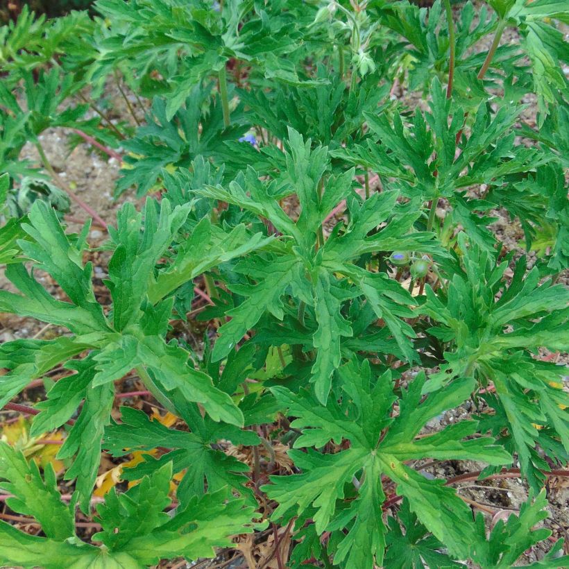 Geranium pratense Cloud Nine - Wiesen-Storchschnabel (Foliage)