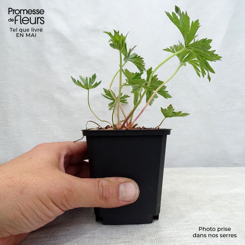 Exemplar von Geranium pratense Cloud Nine - Wiesen-Storchschnabel Kleine Töpfe von 8/9 cm wie im Frühjahr geliefert