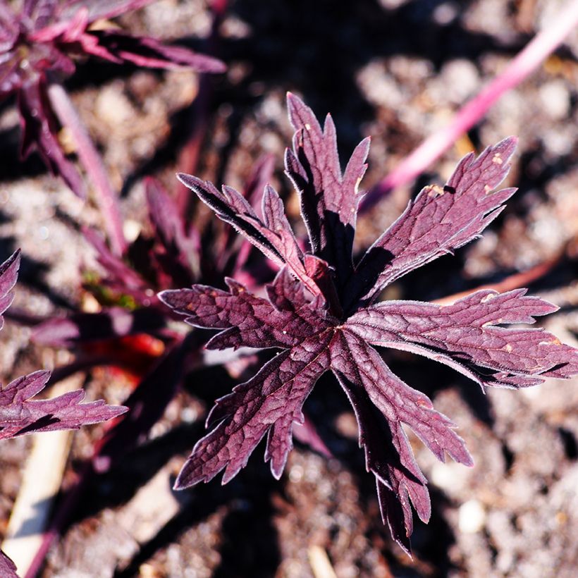 Geranium pratense Dark Reiter - Wiesen-Storchschnabel (Foliage)