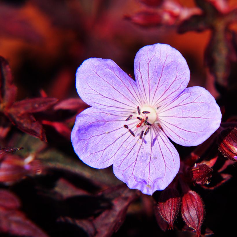 Geranium pratense Dark Reiter - Wiesen-Storchschnabel (Flowering)