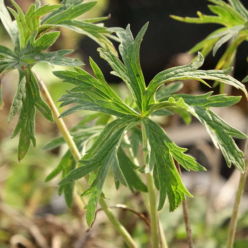Geranium pratense Double Jewel - Wiesen-Storchschnabel (Foliage)