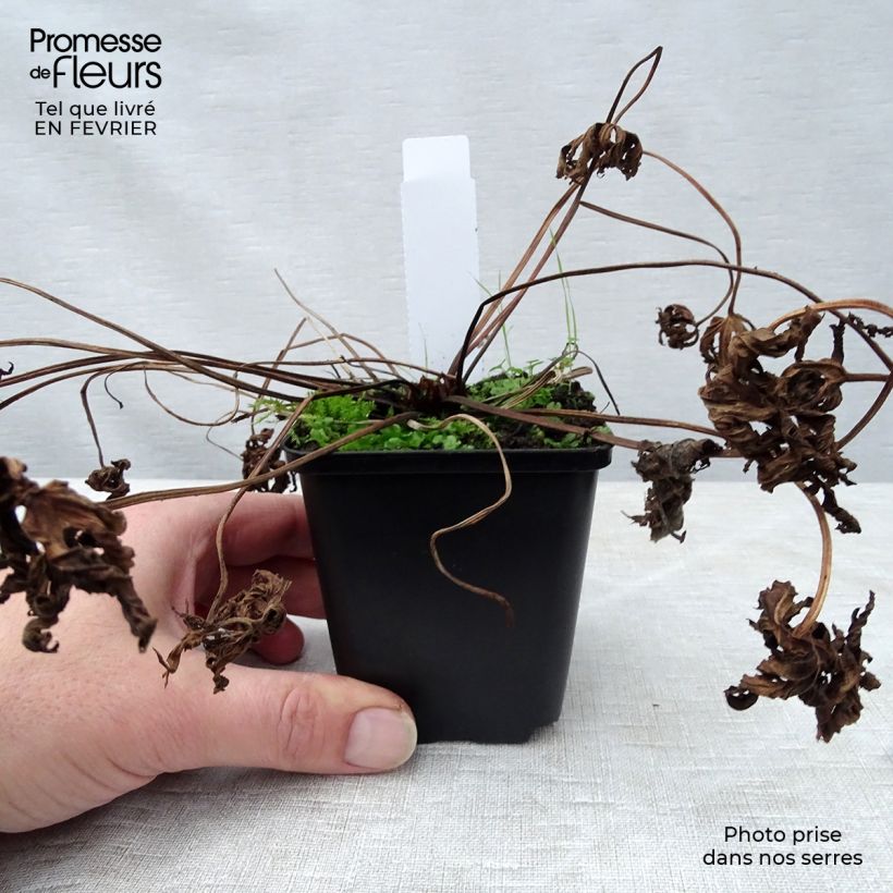 Exemplar von Geranium pratense f. albiflorum Galactic - Wiesen-Storchschnabel Kleine Töpfe von 8/9 cm wie im Winter geliefert