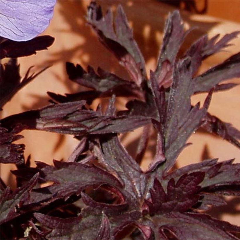 Geranium pratense Hocus Pocus - Wiesen-Storchschnabel (Foliage)