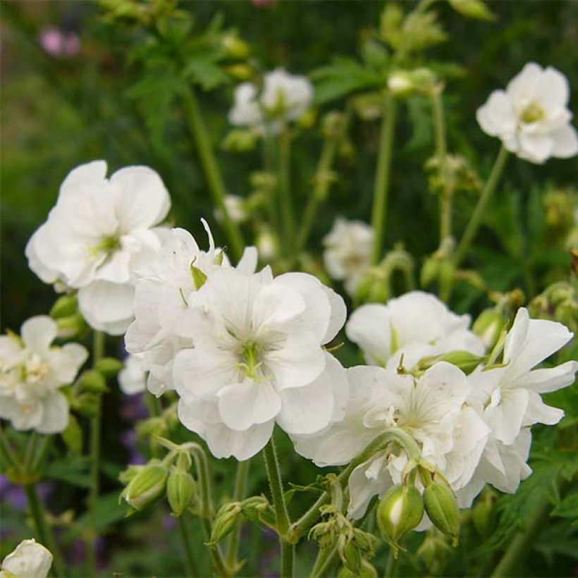 Geranium pratense Laura - Wiesen-Storchschnabel (Flowering)