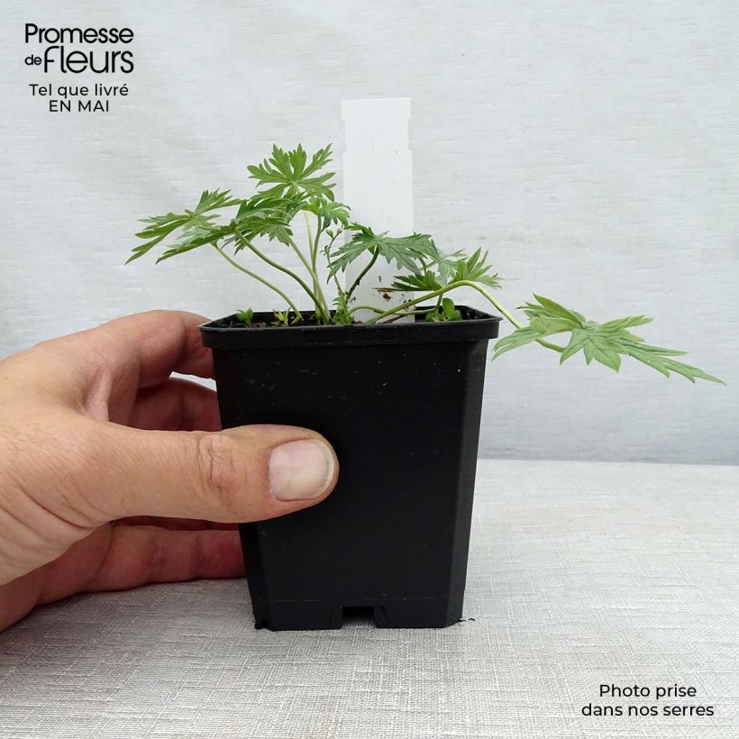 Exemplar von Geranium pratense Laura - Wiesen-Storchschnabel Kleine Töpfe von 8/9 cm wie im Frühjahr geliefert