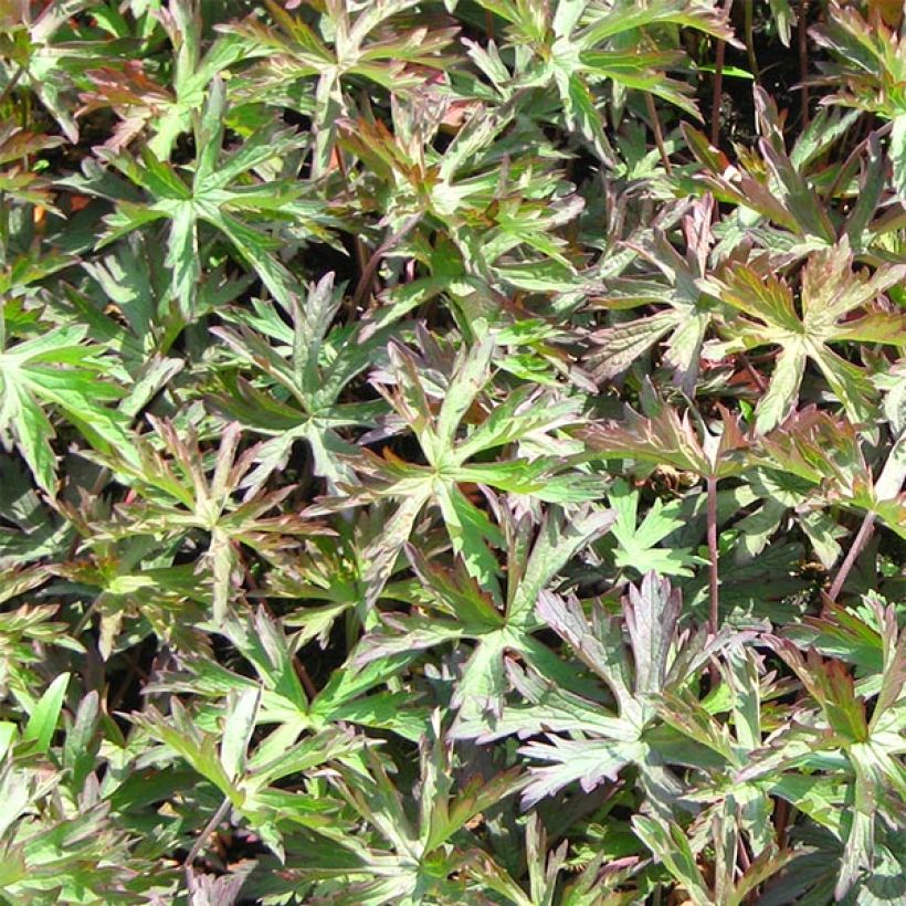 Geranium pratense Marshmallow - Wiesen-Storchschnabel (Foliage)