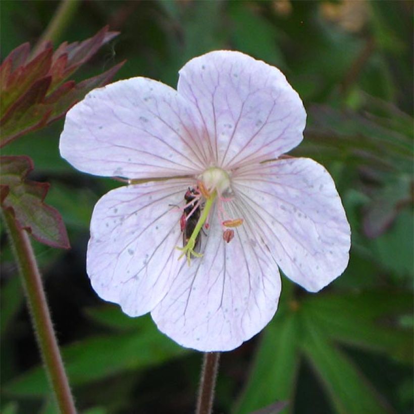 Geranium pratense Marshmallow - Wiesen-Storchschnabel (Flowering)
