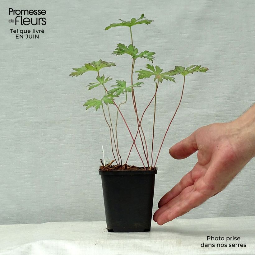 Example of Geranium pratense Marshmallow - Wiesen-Storchschnabel Kleine Töpfe von 8/9 cm as you get in ete