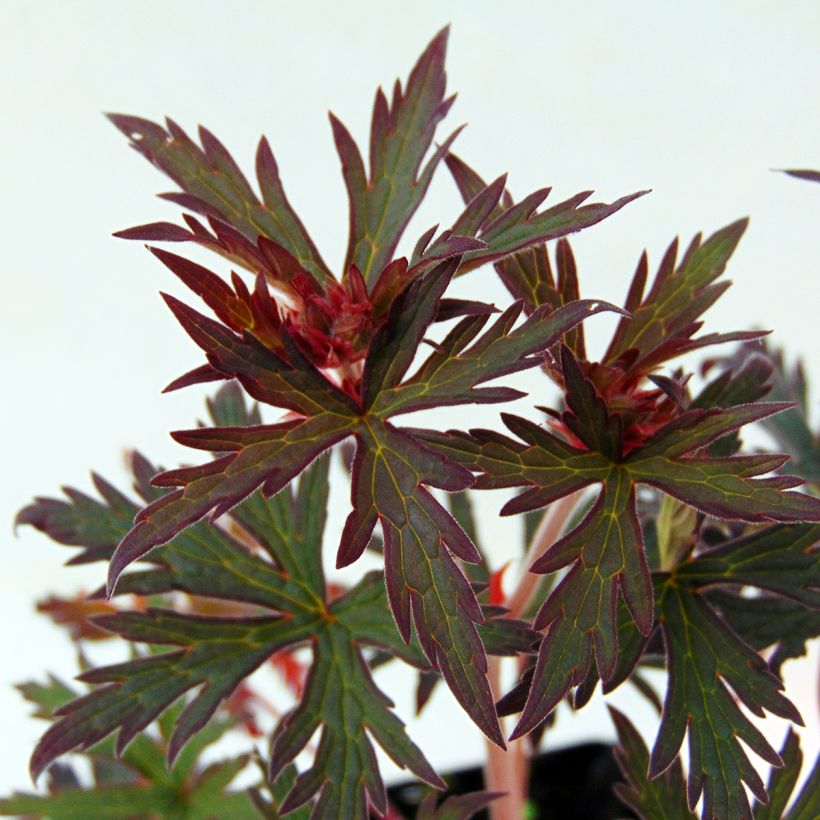 Geranium pratense Midnight Reiter - Wiesen-Storchschnabel (Foliage)