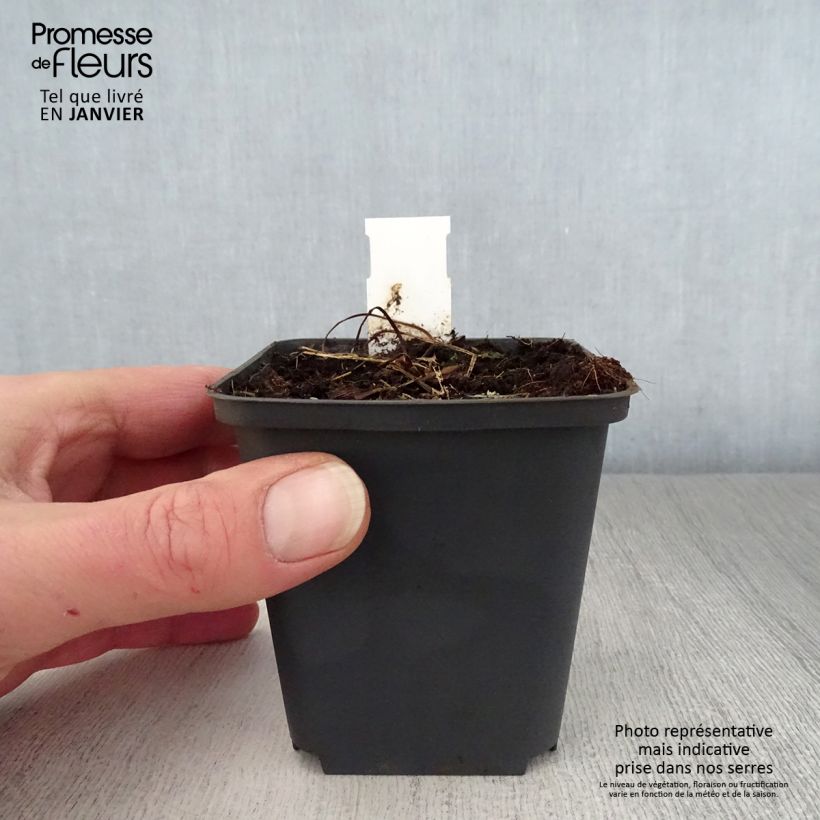 Exemplar von Geranium pratense Mrs Kendall Clark - Wiesen-Storchschnabel Kleine Töpfe von 8/9 cm wie im Winter geliefert